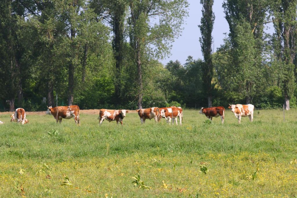 Zwierzęta w pensjonacie lub w pobliżu