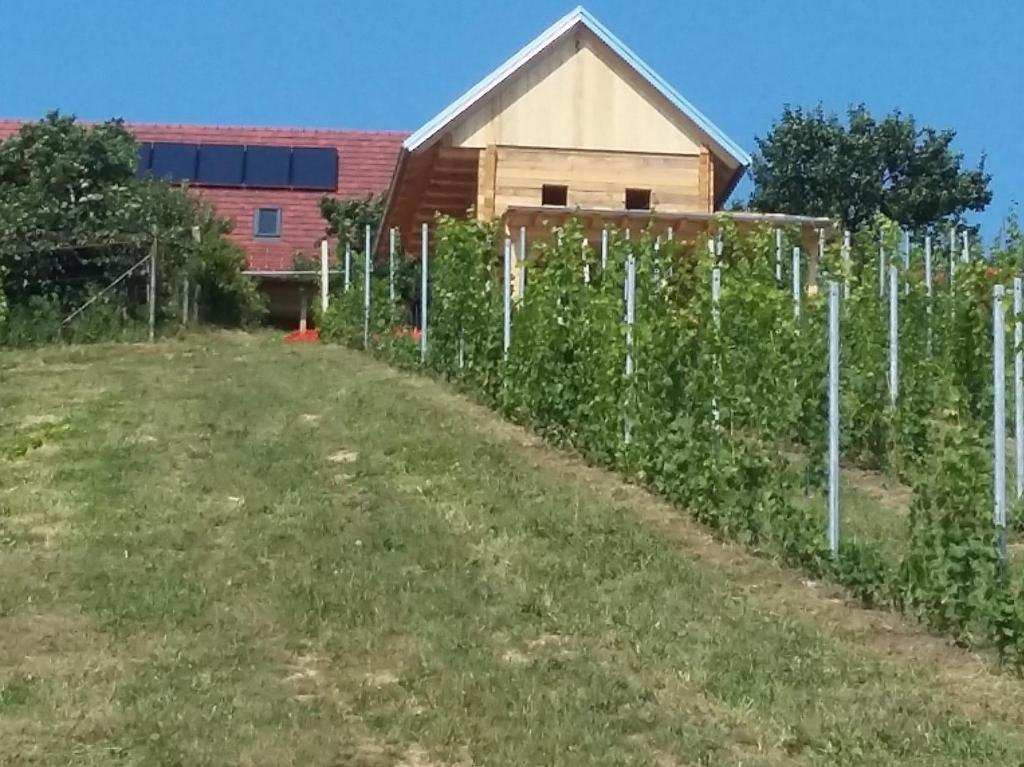 Zahrada ubytování Rooms & Wine Lilek