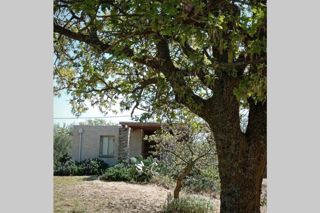 a large tree in front of a house at Cottage amidst vines and Oak Trees in Ioulis