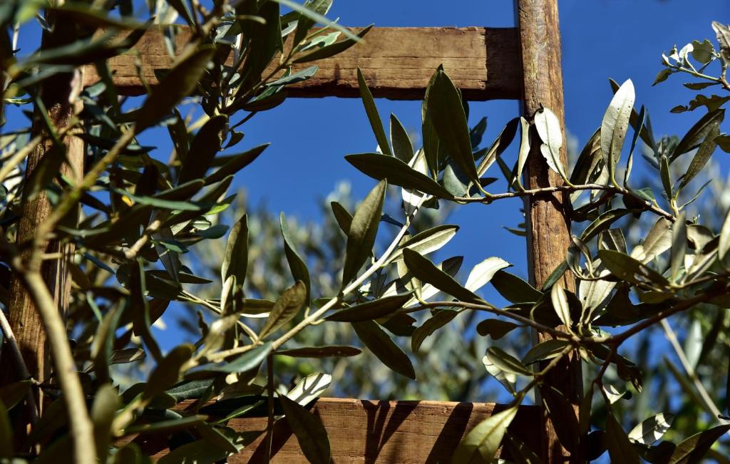 une clôture en bois avec un arbre au premier plan dans l'établissement L'Olivo, à San Michele in Teverina