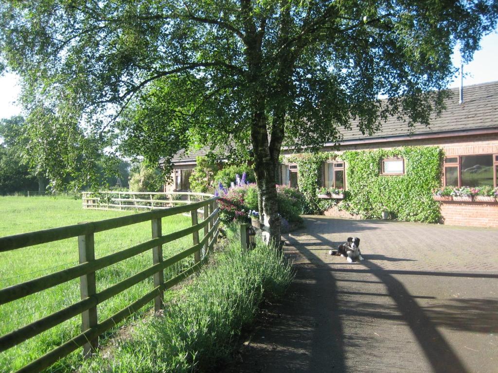 two dogs sitting under a tree next to a fence at Ladderstile Retreat in Congleton