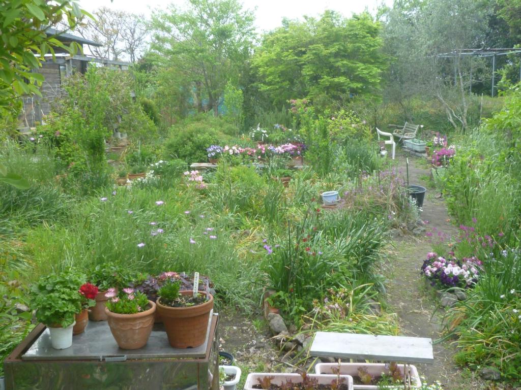 Zahrada ubytování Pension Flora