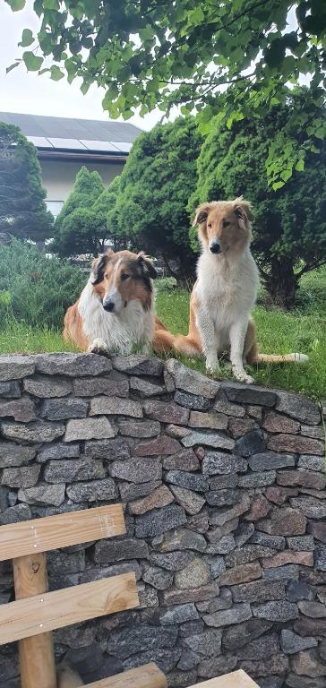 dois cães sentados em cima de uma parede de pedra em Apartament Antonia em Sarnowy