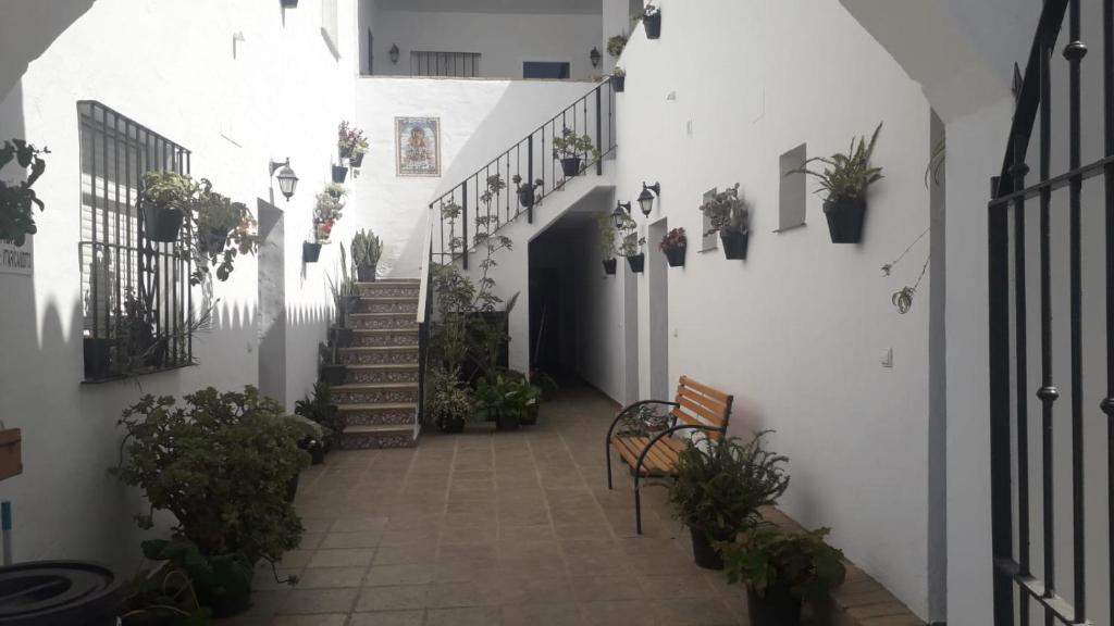 un pasillo con paredes blancas y escaleras con plantas en Casa Pacheco en Conil de la Frontera