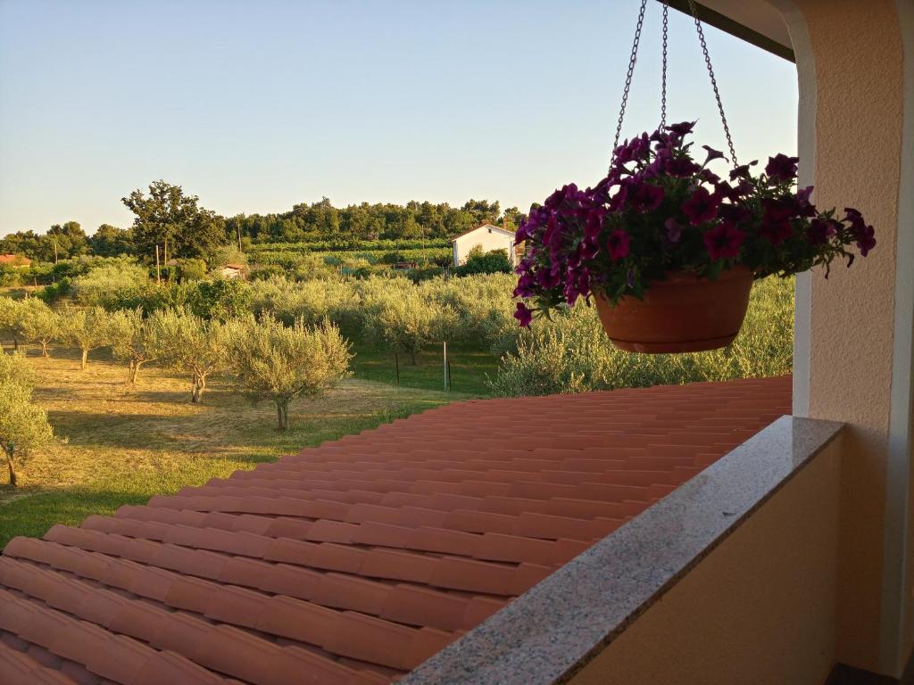 Zahrada ubytování Apartma Barižoni