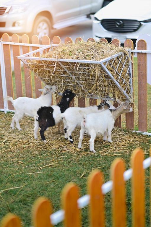 Moose Hotel Chiangmai - Resim 22