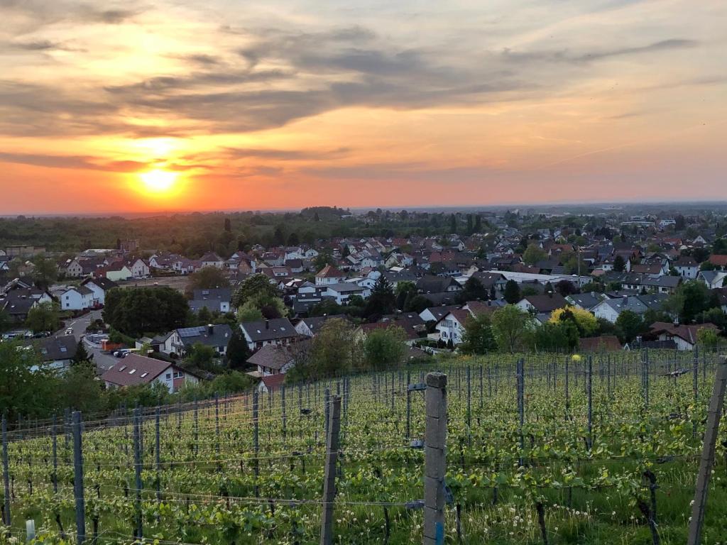 una vista de un viñedo con la puesta de sol en el fondo en Linde Oberachern, en Achern