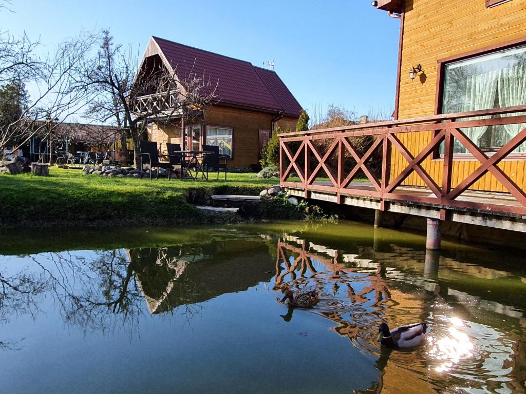 a group of ducks swimming in the water near a bridge at Brīvdienu Māja AMRAI in Ventspils