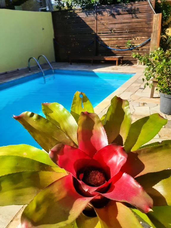 a red flower sitting next to a swimming pool at PousadaRecanto684Guarujá in Guarujá