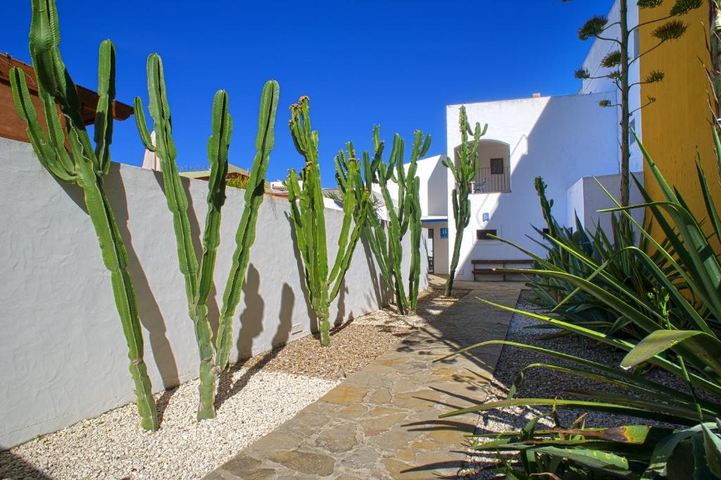 grupa roślin obok białej ściany w obiekcie Hostal Doña Lola Marina w mieście Zahara de los Atunes
