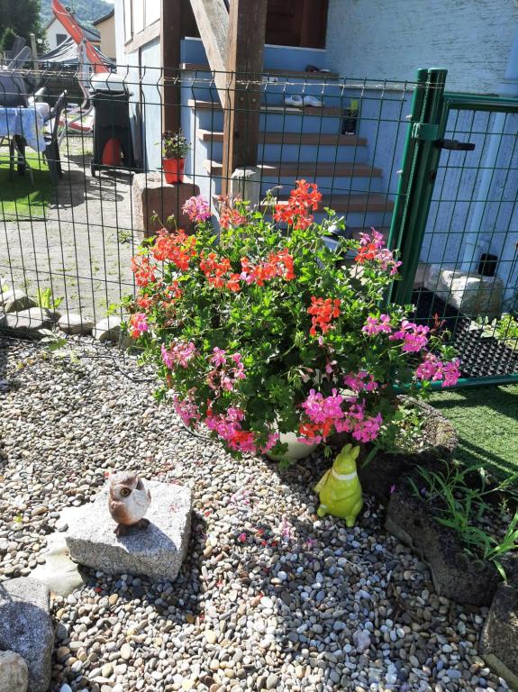 Gîte les chiwawas d'Alsace – photo 18