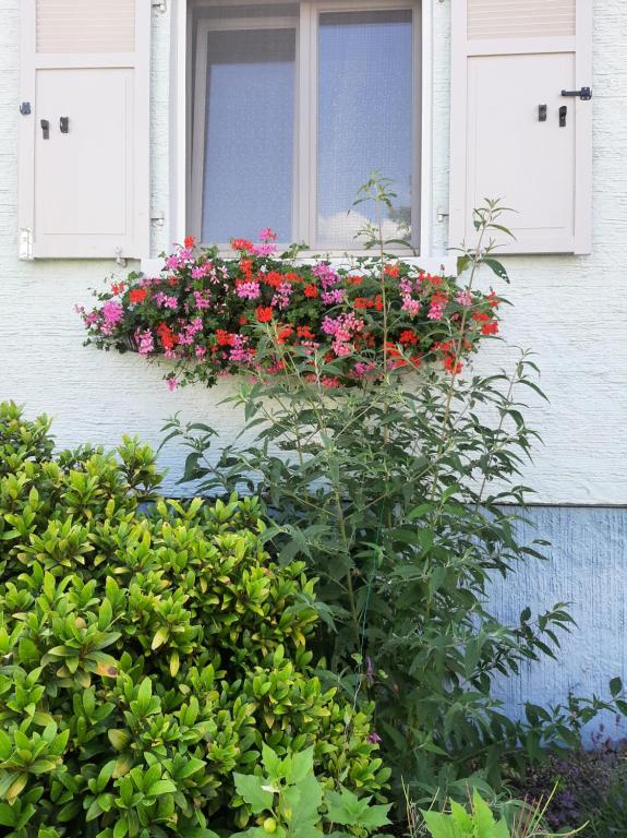 Gîte les chiwawas d'Alsace – photo 17
