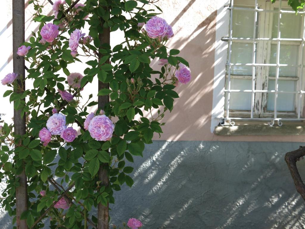 Zahrada ubytování B&B Casa Meli