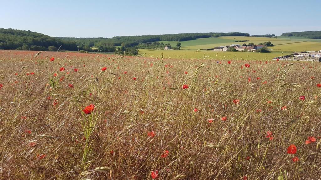 a field of red poppies in a field at Charming Cottage in Chauminet in Sougères-en-Puisaye