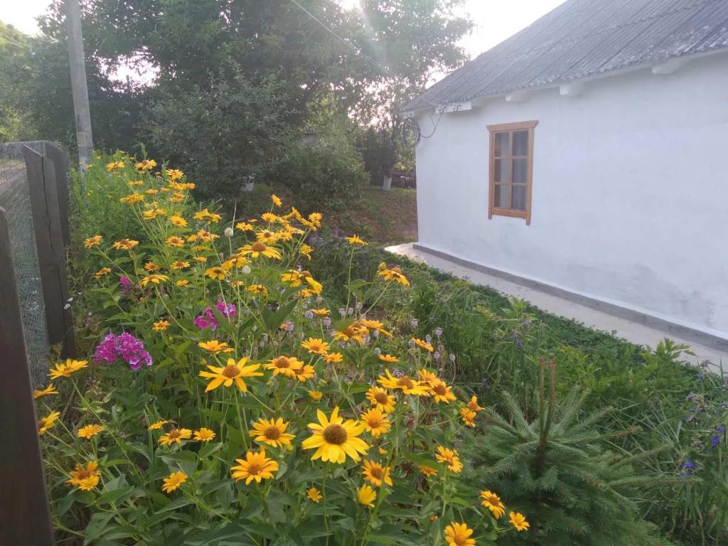 un jardin de fleurs jaune et violet à côté d'un bâtiment blanc dans l'établissement Соколине Гніздо, à Dmitrenki