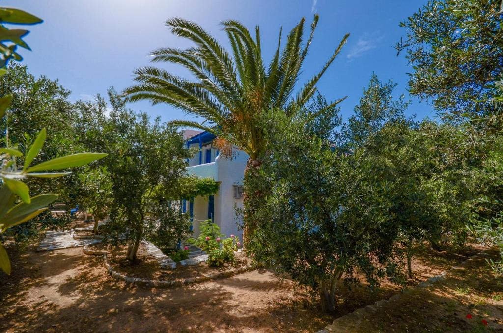 a palm tree in front of a white building at Golden Beach Glyfada Apartments in Kastraki