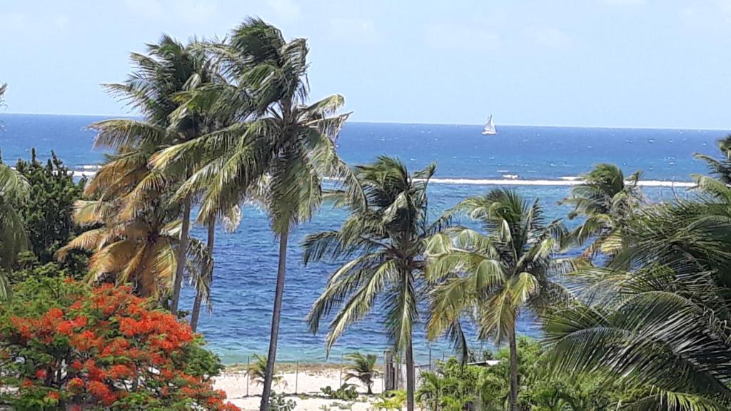 - une vue sur la plage bordée de palmiers et l'océan dans l'établissement Studio à la semaine, au mois ou plus, à Le Moule