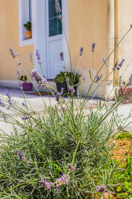 Apartments Željka-Dobrota - 5