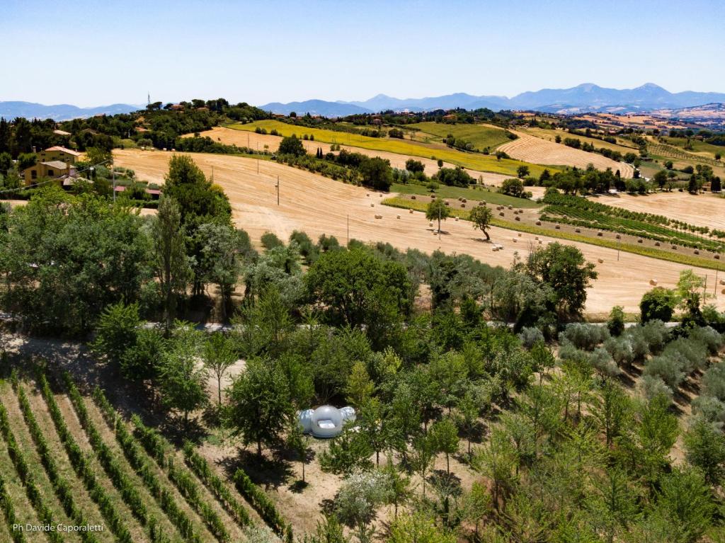 an aerial view of a vineyard with trees and bushes at La Bolla del Borgo. Le Marche tra le stelle. in Corinaldo