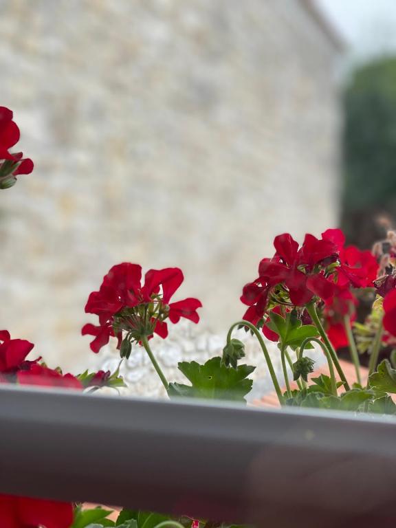 a group of red flowers sitting on a window sill at LE VIEUX MOULIN in Bouhet