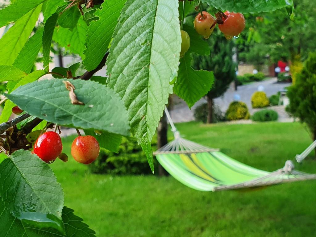 Zahrada ubytování Villa ZENKO