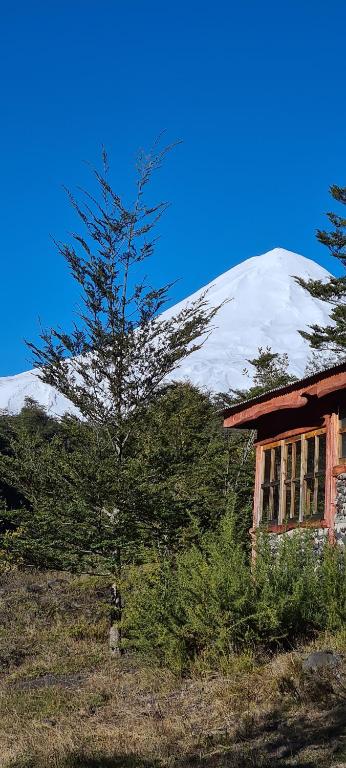 un albero di fronte a una casa con una montagna innevata di Vista al volcán con tinaja y río en Conguillío a Curacautín