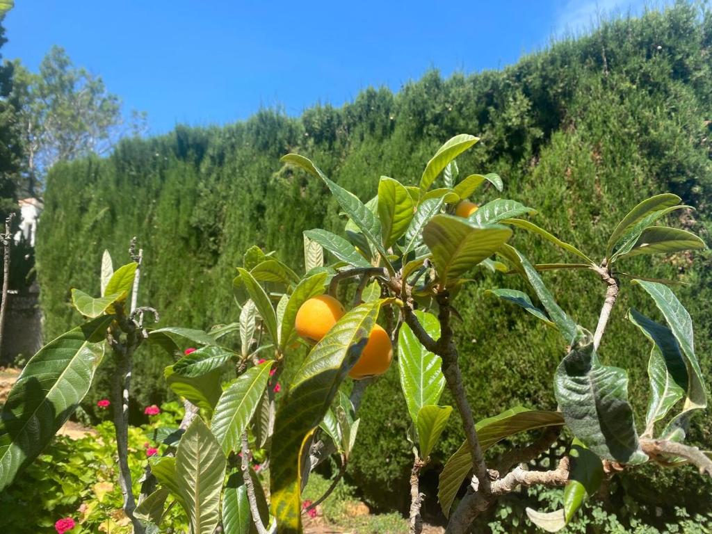 A garden outside Villa Aurica