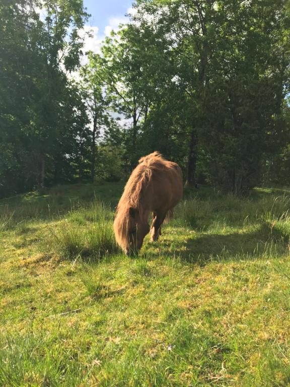 Zvířata v venkovského domu nebo okolí