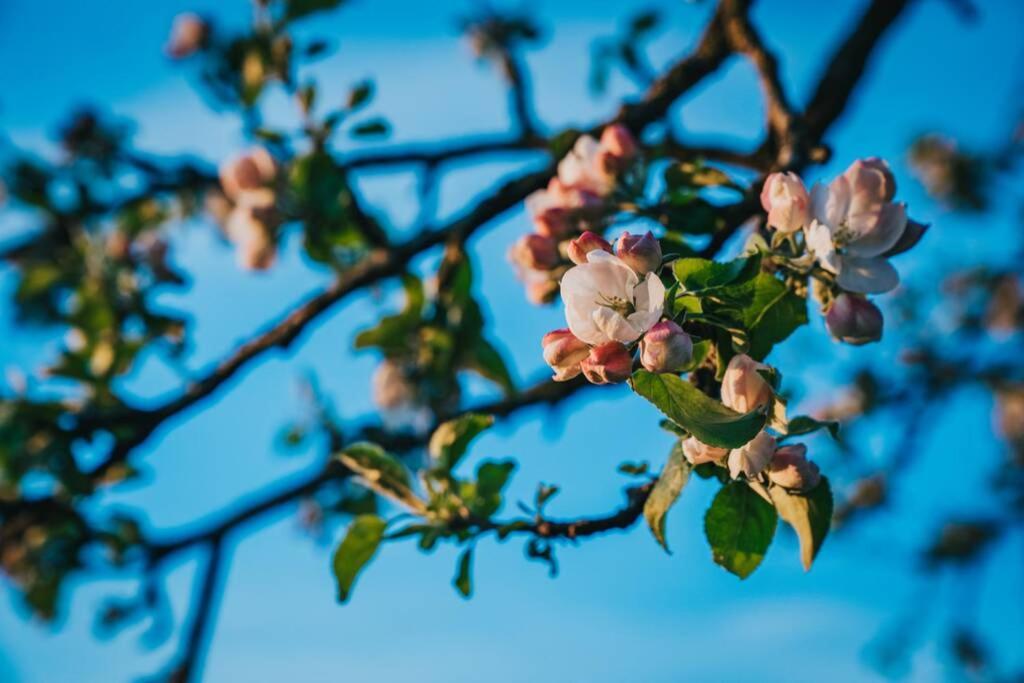 Fotografie z fotogalerie ubytování Guest house Lilac in apple tree park v destinaci Nākotne
