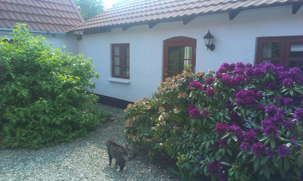 Zahrada ubytování Vranum Guesthouse