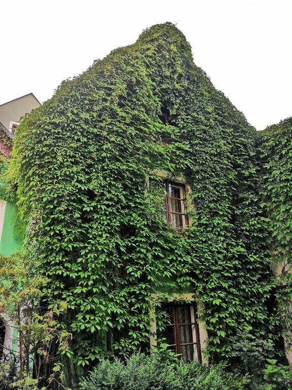 Zahrada ubytování Apartmány v centru u Moravců