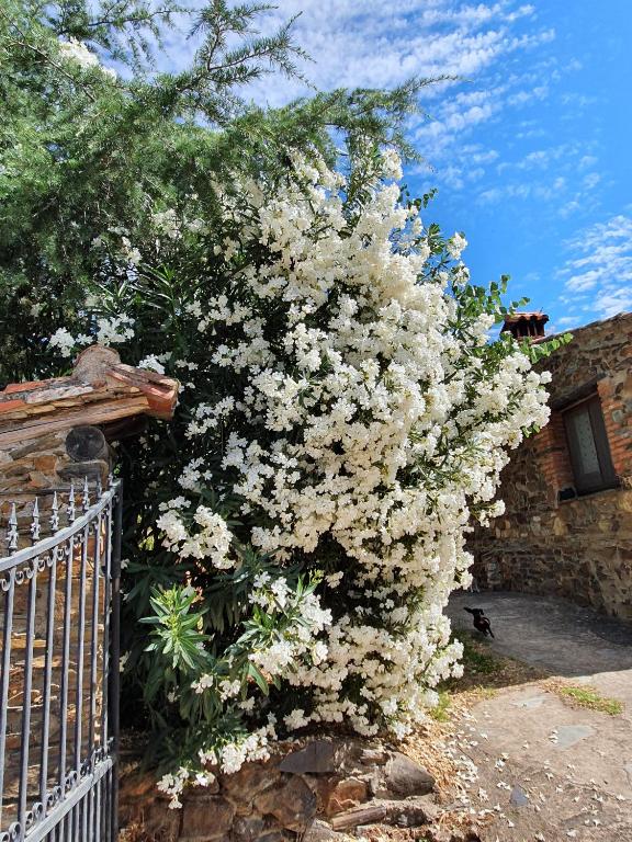 Jardín al aire libre en El Jiniebro Turismo Rural
