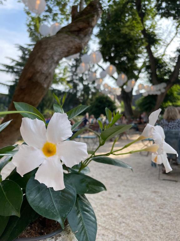 Zahrada ubytování Weinhotel Koegler