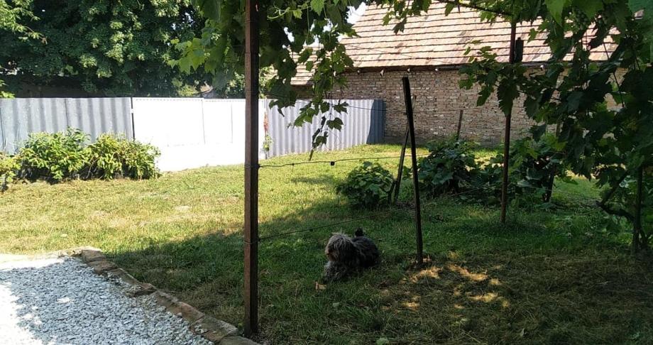Zahrada ubytování Dancz Home