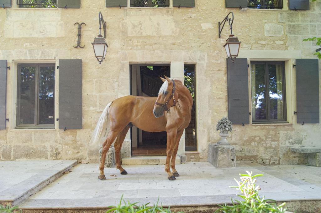 a brown horse standing in front of a building at Domaine Cap Rubis in Paradou