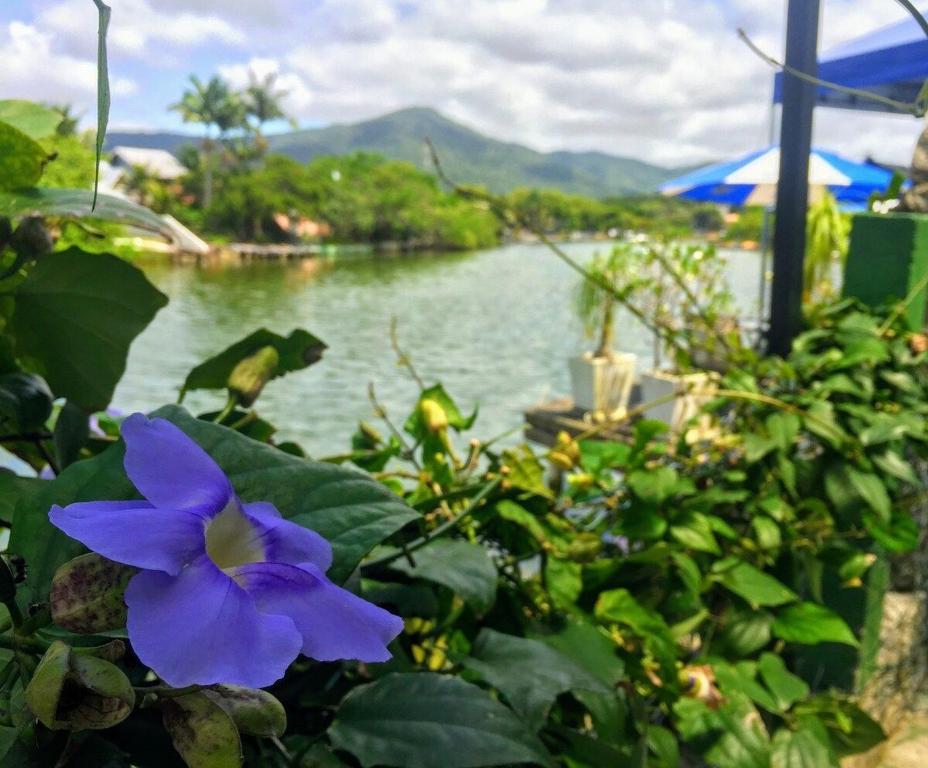 una flor púrpura delante de un cuerpo de agua en Pousada Morada do Sol, en Florianópolis