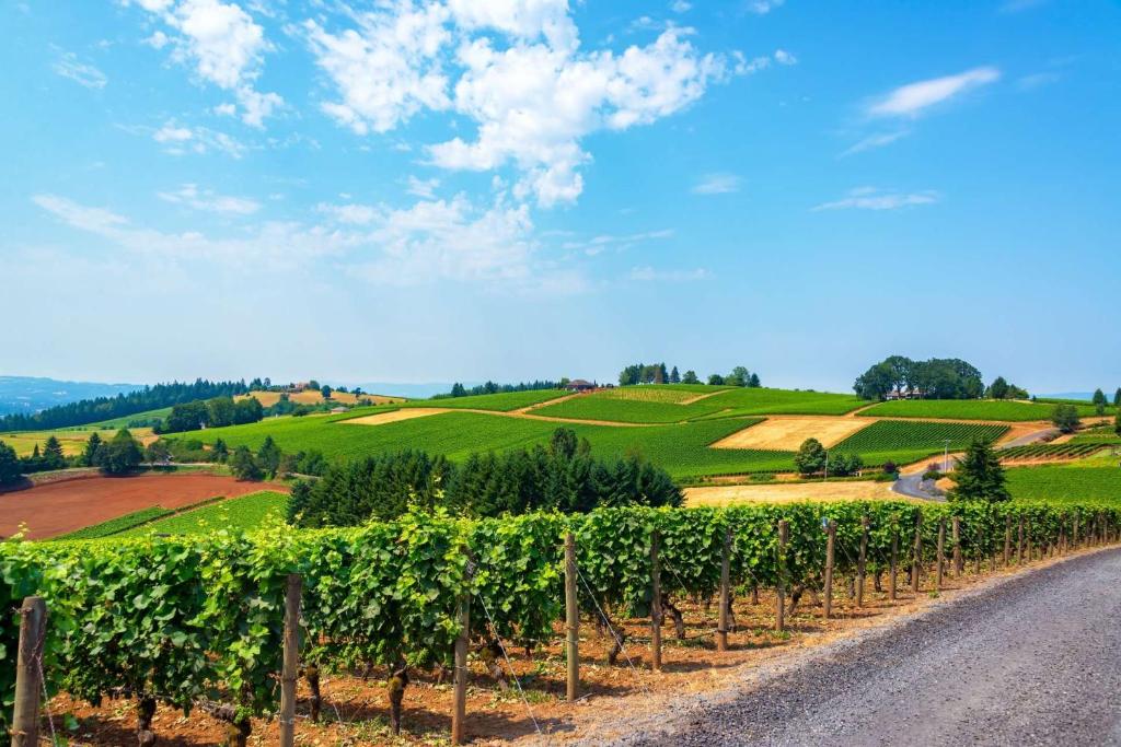 a vineyard with green fields and a road at Dogwood Villa in Dundee