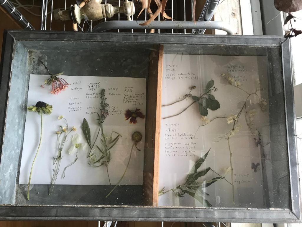 a book with drawings of flowers in a frame at Travelers House おーさんてぃん青空舎 in Taketomi
