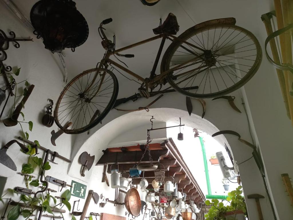 Jízda na kole v ubytování Casa Museo Jerez Centro nebo okolí
