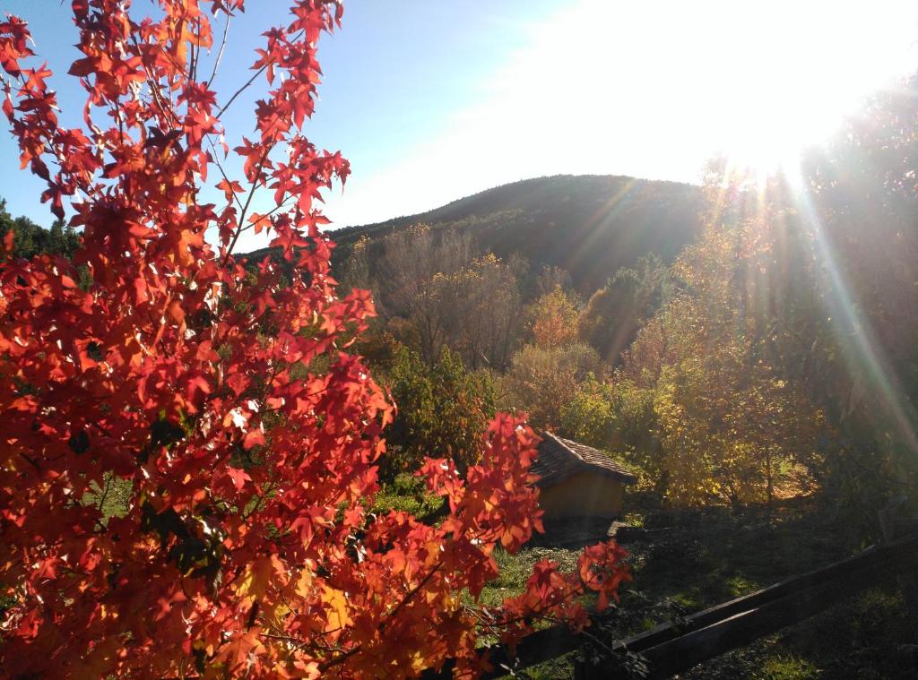 einen Herbstblick auf einen Wald mit Sonne in der Unterkunft Casa Rural Las Gesillas in Arenas de San Pedro