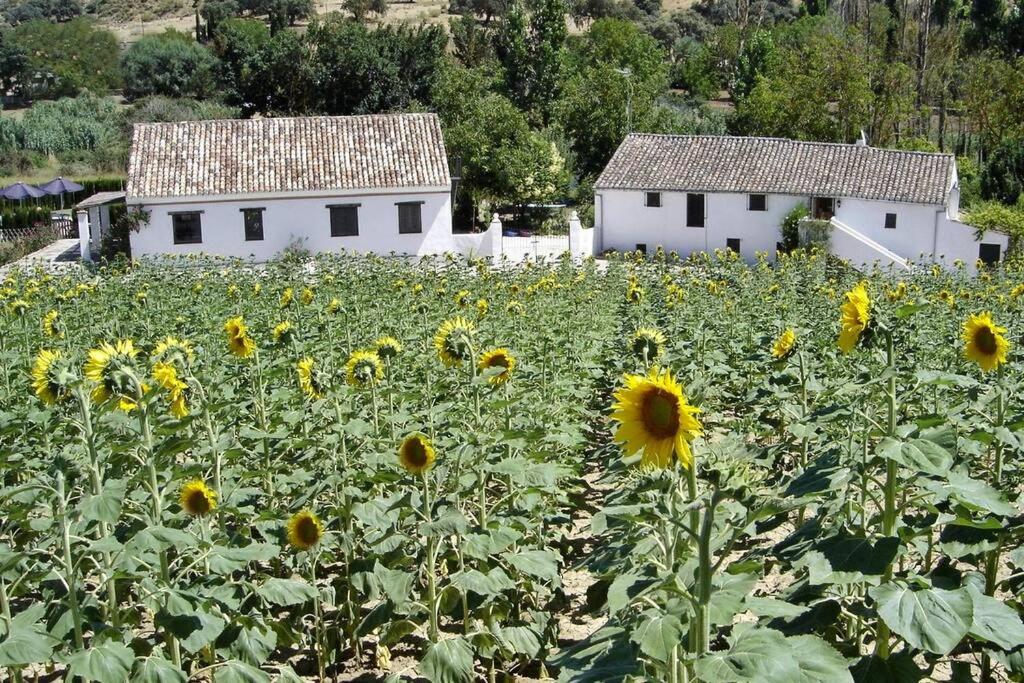 Fincaretama Farmhouse Apartment Ronda, Ronda – Precios ...