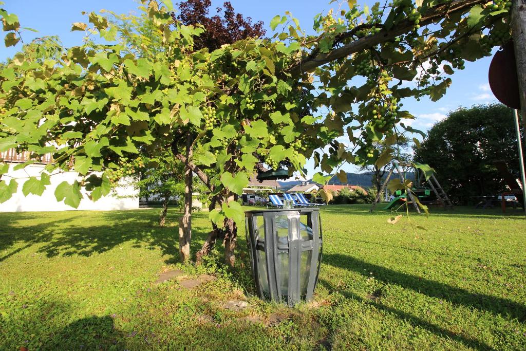Zahrada ubytování Haus Falle