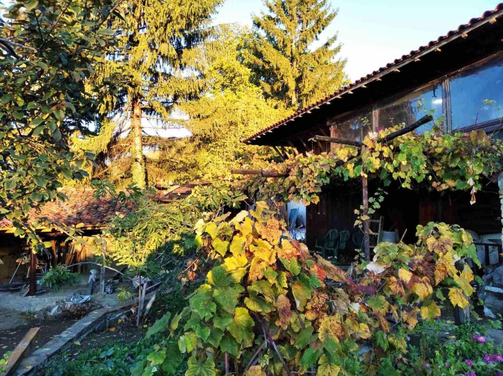 a house with a bunch of plants in front of it at Momka's house in Zheravna