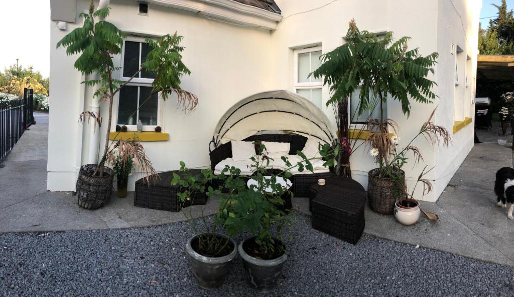 un grupo de plantas en macetas frente a una casa en Isserkelly House, en Clonbur