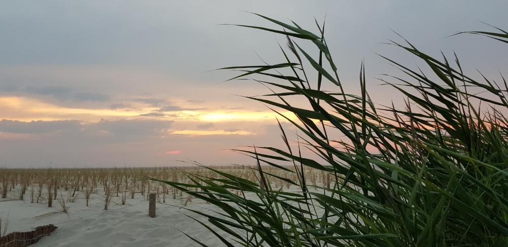 a field of grass with the sunset in the background at Villa Wiese in Katzow