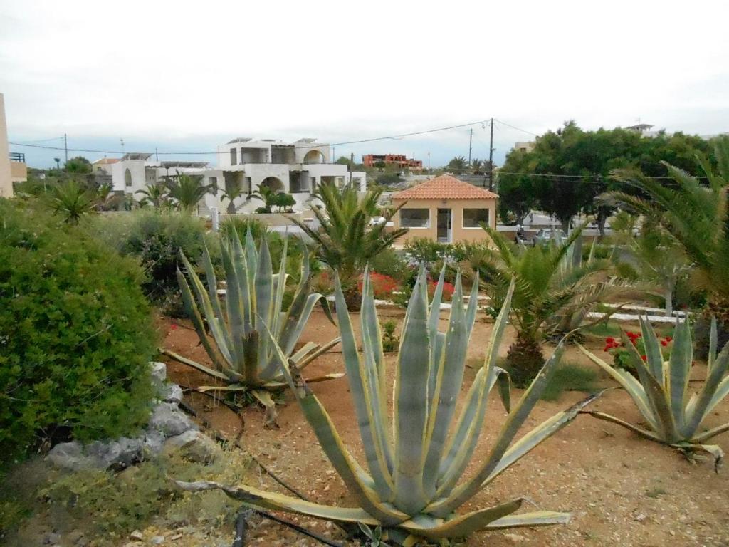a group of aloe plants in a garden at Nanakis Beach Apartments in Stavros
