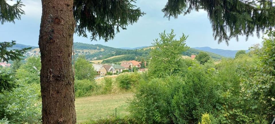 Przyroda w pobliżu tego domu w stylu alpejskim