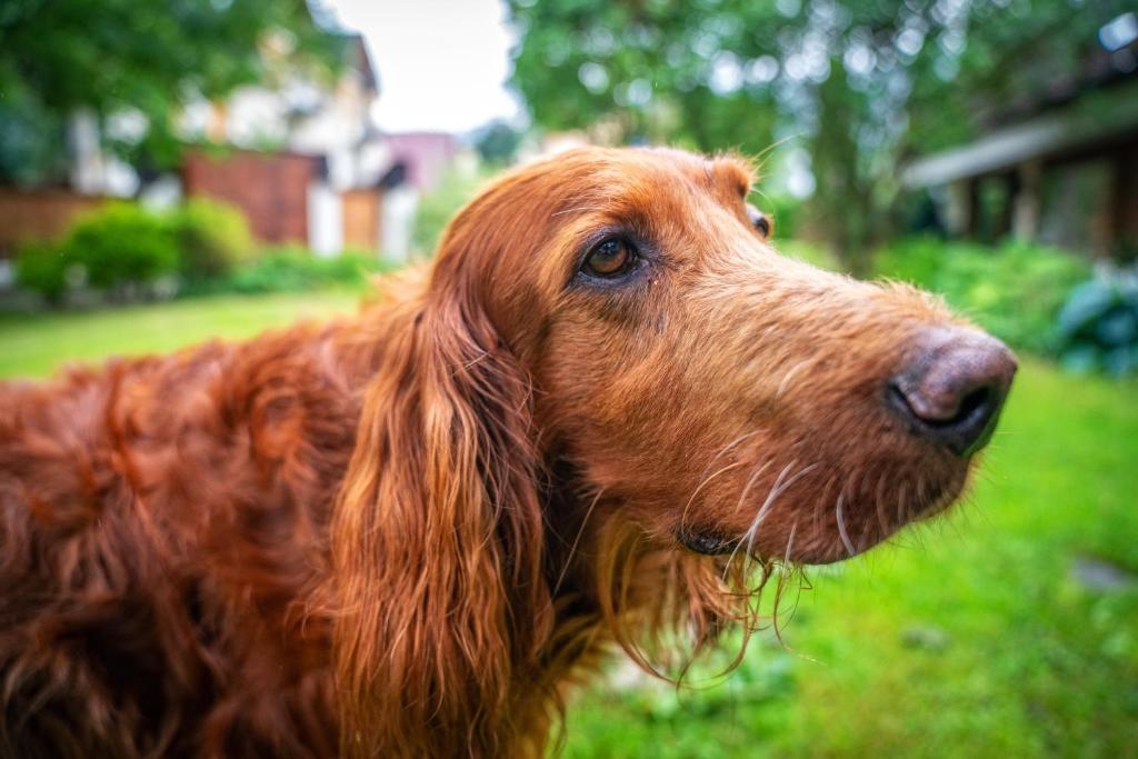 Apartament Chata Toma - 16