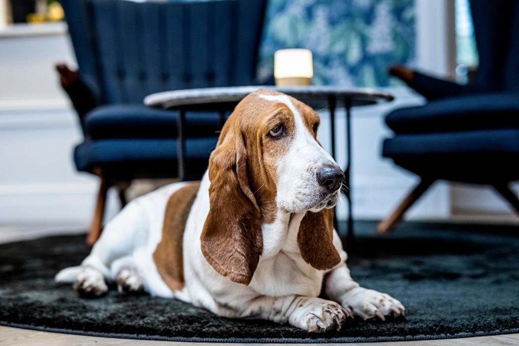 O animal ou animais de estimação com os hóspedes em Peak 12 Hotel