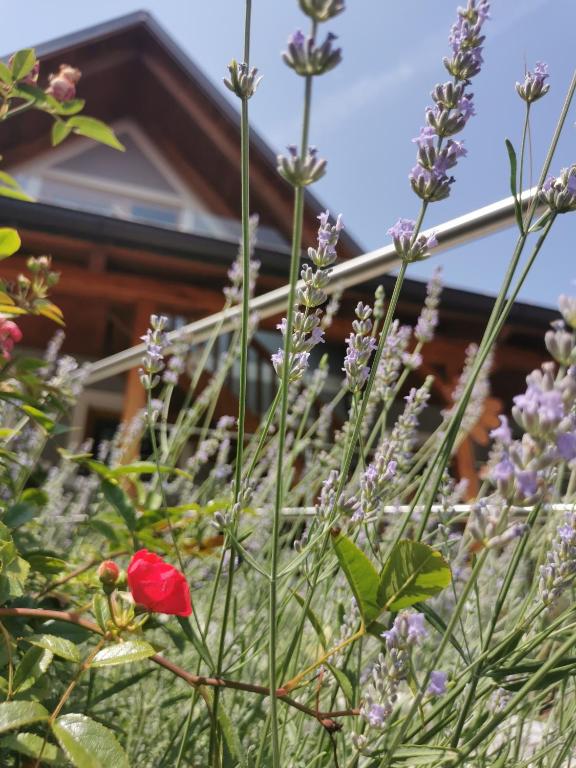 Zahrada ubytování Winzer Suite - Weingut Dietl